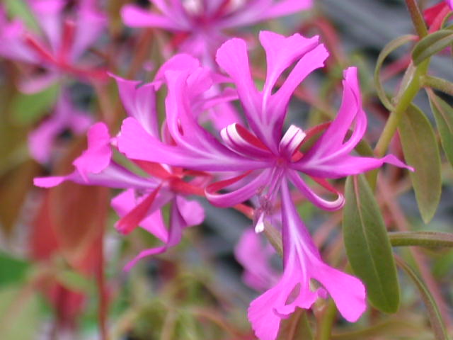 Clarkia flower